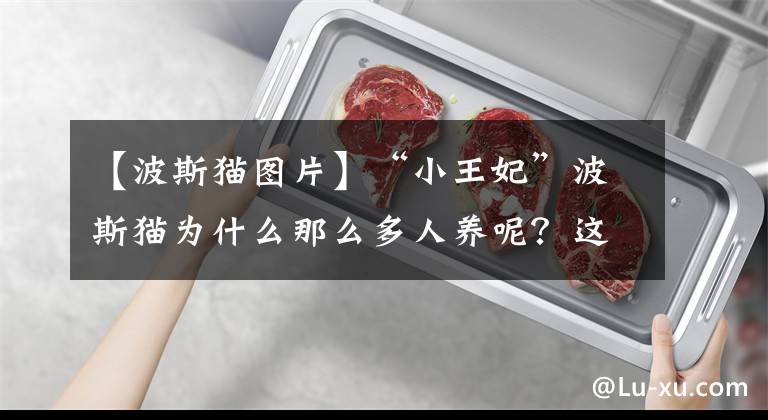 【波斯猫图片】“小王妃”波斯猫为什么那么多人养呢？这些优势，我无法反驳