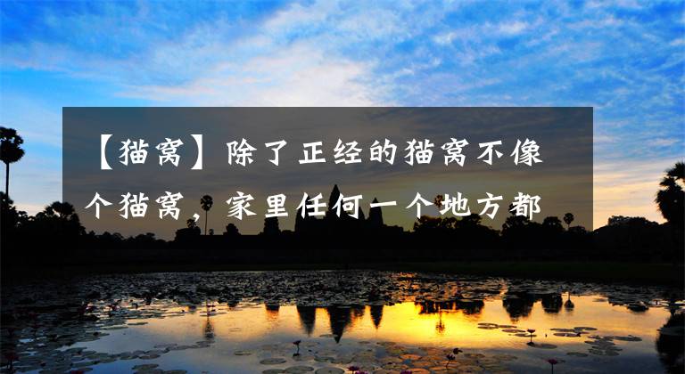 【猫窝】除了正经的猫窝不像个猫窝，家里任何一个地方都可以是“猫窝”
