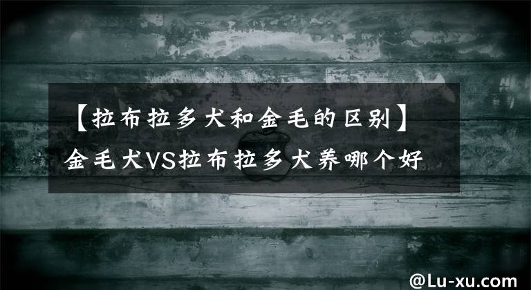 【拉布拉多犬和金毛的区别】金毛犬VS拉布拉多犬养哪个好呢？说实话，“金毛犬”更值得饲养！