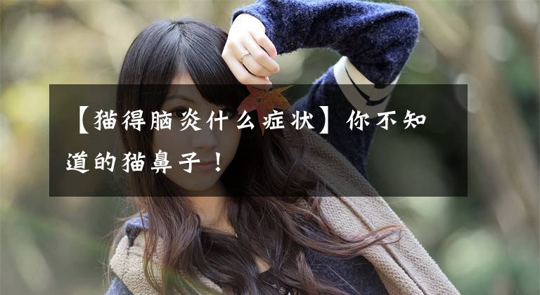 【猫得脑炎什么症状】你不知道的猫鼻子！