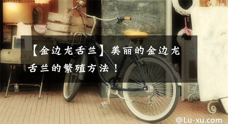【金边龙舌兰】美丽的金边龙舌兰的繁殖方法！