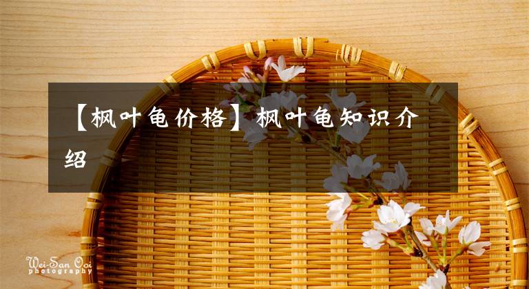 【枫叶龟价格】枫叶龟知识介绍