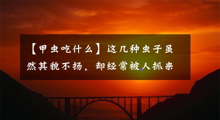 【甲虫吃什么】这几种虫子虽然其貌不扬，却经常被人抓来做成美食，吃过的举手