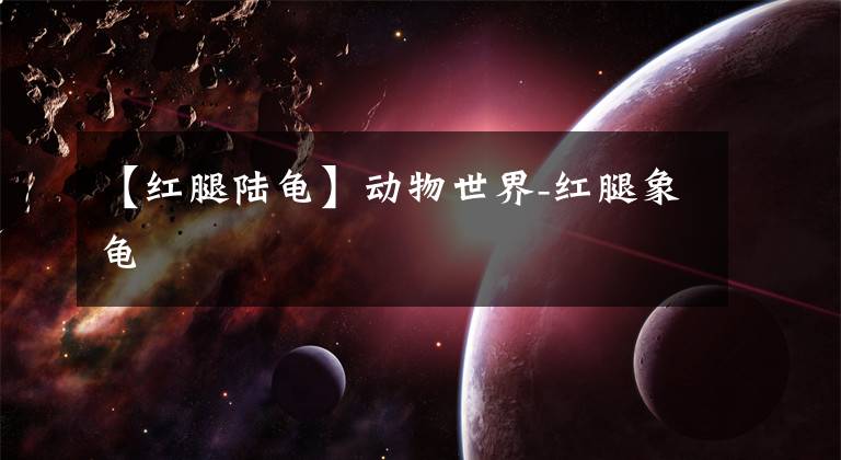 【红腿陆龟】动物世界-红腿象龟