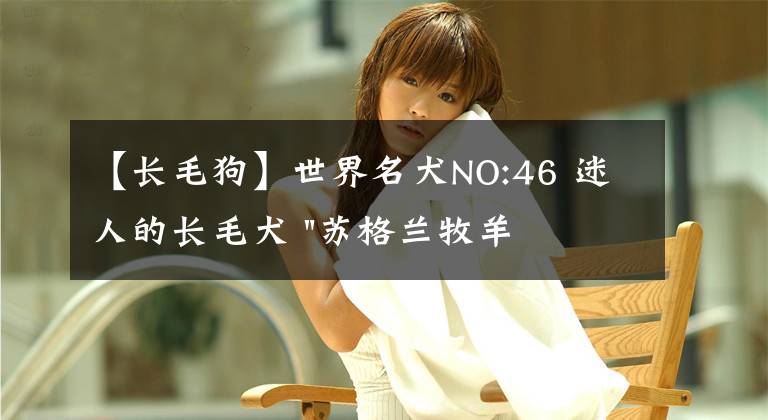 【长毛狗】世界名犬NO:46 迷人的长毛犬 "苏格兰牧羊犬", 你了解多少呢