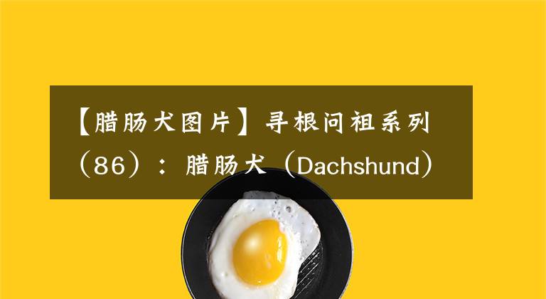 【腊肠犬图片】寻根问祖系列（86）：腊肠犬（Dachshund）