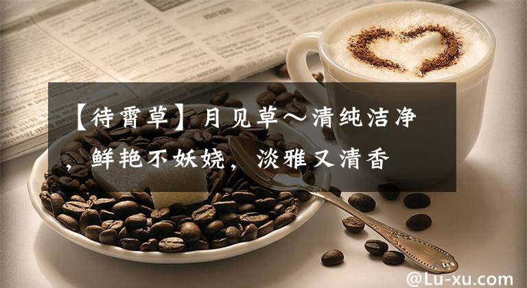 【待霄草】月见草～清纯洁净，鲜艳不妖娆，淡雅又清香