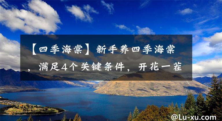 【四季海棠】新手养四季海棠，满足4个关键条件，开花一茬接一茬