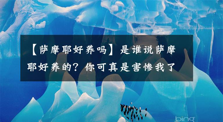 【萨摩耶好养吗】是谁说萨摩耶好养的？你可真是害惨我了