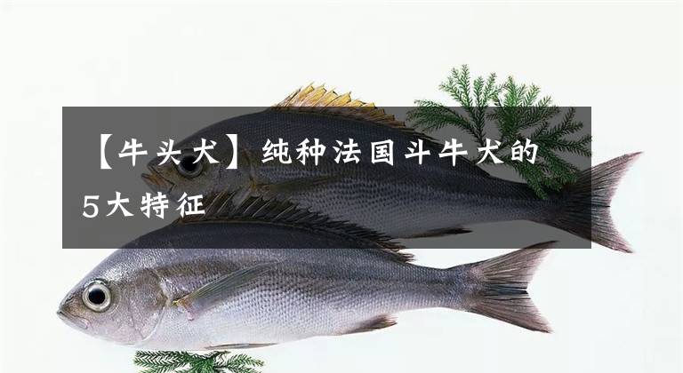 【牛头犬】纯种法国斗牛犬的5大特征