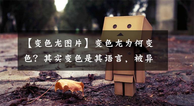 【变色龙图片】变色龙为何变色？其实变色是其语言，被异性拒绝后颜色也会改变