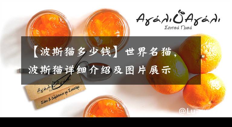 【波斯猫多少钱】世界名猫，波斯猫详细介绍及图片展示