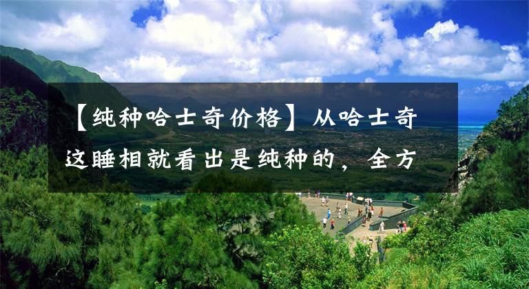 【纯种哈士奇价格】从哈士奇这睡相就看出是纯种的，全方位无死角的蠢