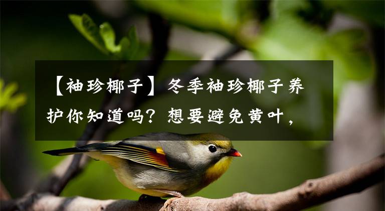 【袖珍椰子】冬季袖珍椰子养护你知道吗？想要避免黄叶，这几点很重要
