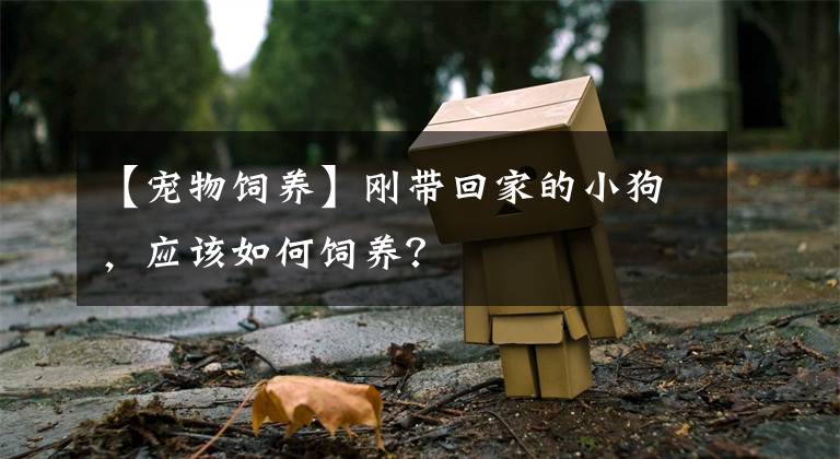 【宠物饲养】刚带回家的小狗，应该如何饲养？