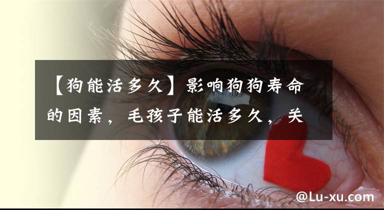 【狗能活多久】影响狗狗寿命的因素，毛孩子能活多久，关键看铲屎官的饲养方式