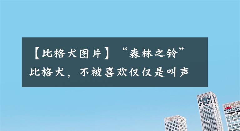 【比格犬图片】“森林之铃”比格犬，不被喜欢仅仅是叫声大吗？