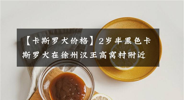【卡斯罗犬价格】2岁半黑色卡斯罗犬在徐州汉王高窝村附近走失，重金悬赏求线索