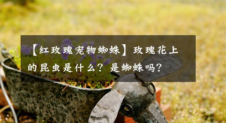 【红玫瑰宠物蜘蛛】玫瑰花上的昆虫是什么？是蜘蛛吗？
