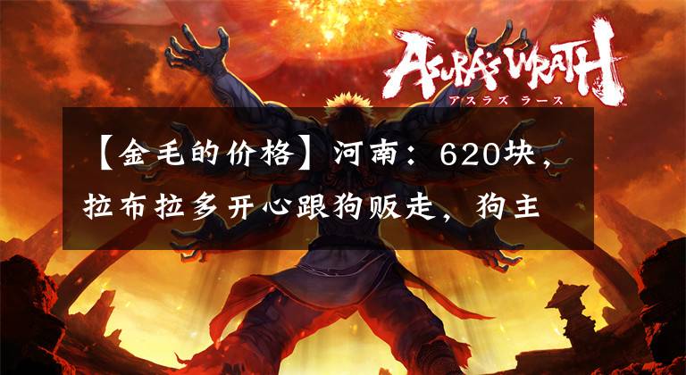 【金毛的价格】河南：620块，拉布拉多开心跟狗贩走，狗主：非熟人这价不会给你