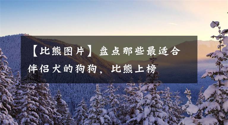 【比熊图片】盘点那些最适合伴侣犬的狗狗，比熊上榜