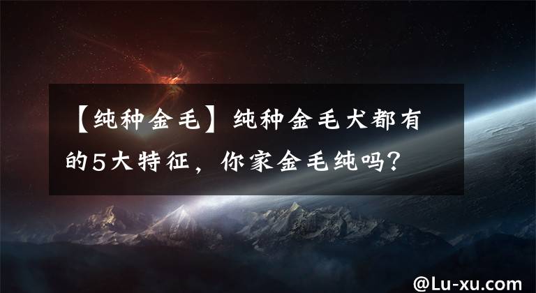 【纯种金毛】纯种金毛犬都有的5大特征，你家金毛纯吗？