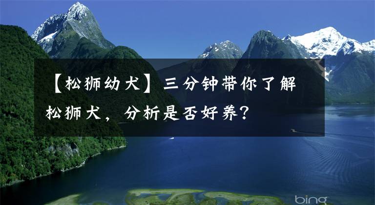 【松狮幼犬】三分钟带你了解松狮犬，分析是否好养？