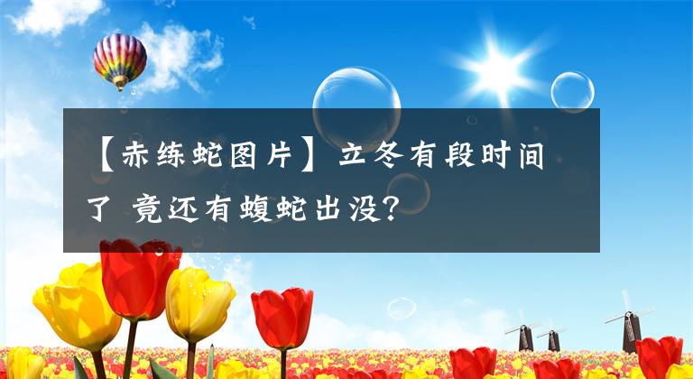 【赤练蛇图片】立冬有段时间了 竟还有蝮蛇出没？