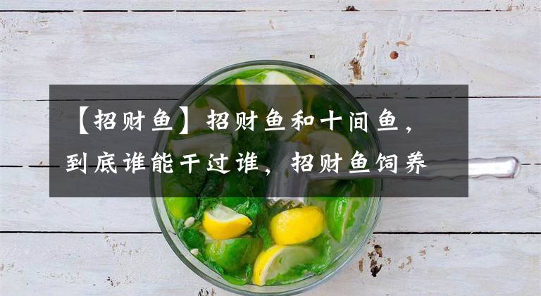 【招财鱼】招财鱼和十间鱼，到底谁能干过谁，招财鱼饲养有什么注意事项？