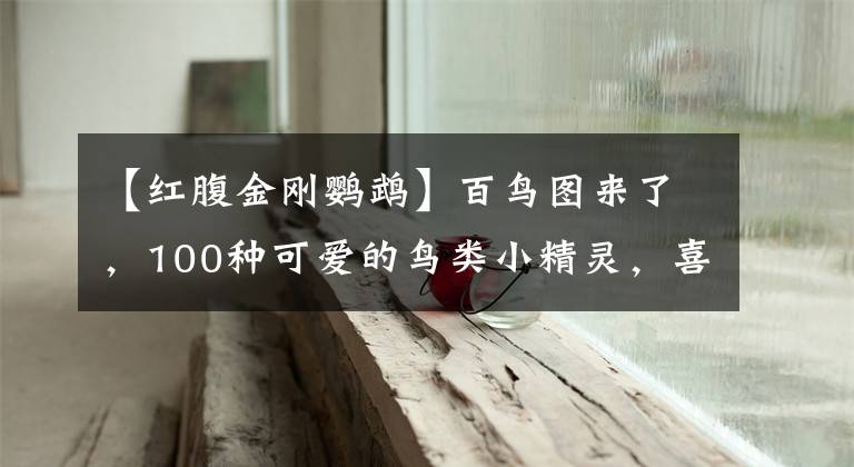 【红腹金刚鹦鹉】百鸟图来了，100种可爱的鸟类小精灵，喜欢鸟儿的朋友欢迎来看