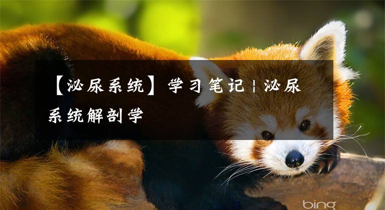【泌尿系统】学习笔记 | 泌尿系统解剖学