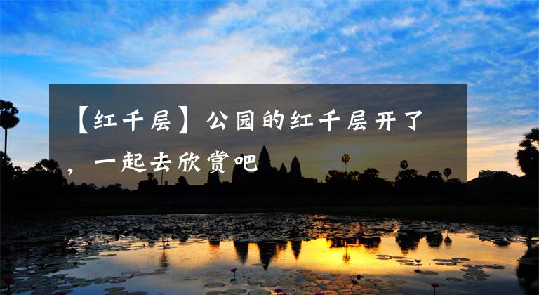 【红千层】公园的红千层开了，一起去欣赏吧