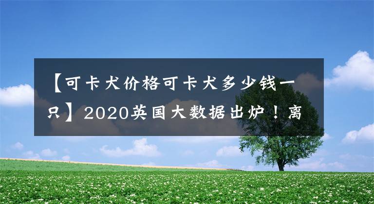 【可卡犬价格可卡犬多少钱一只】2020英国大数据出炉！离婚咨询暴涨42%，人均长胖1.6磅