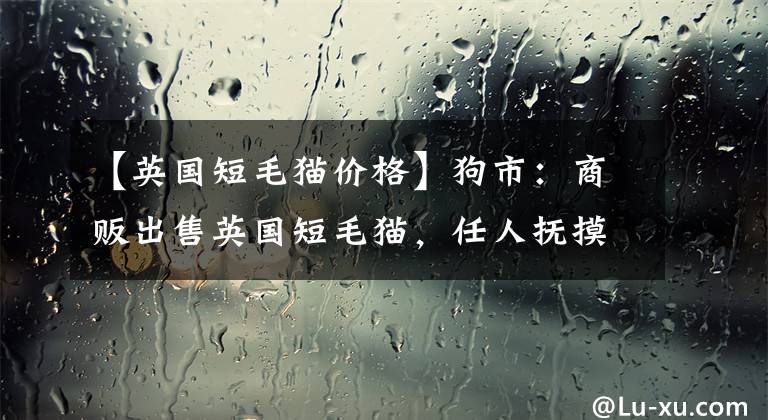 【英国短毛猫价格】狗市：商贩出售英国短毛猫，任人抚摸，乖巧可爱，你喜欢吗？