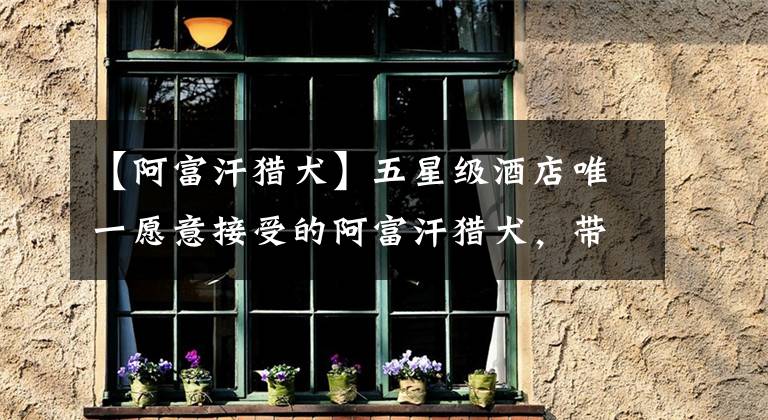 【阿富汗猎犬】五星级酒店唯一愿意接受的阿富汗猎犬，带出去玩竟吓坏身边朋友