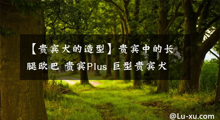 【贵宾犬的造型】贵宾中的长腿欧巴 贵宾Plus 巨型贵宾犬到底有多巨？