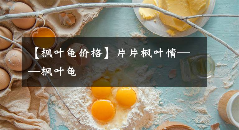 【枫叶龟价格】片片枫叶情——枫叶龟