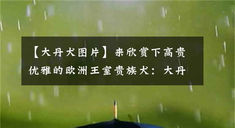 【大丹犬图片】来欣赏下高贵优雅的欧洲王室贵族犬：大丹犬