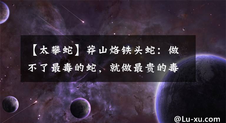 【太攀蛇】莽山烙铁头蛇：做不了最毒的蛇，就做最贵的毒蛇