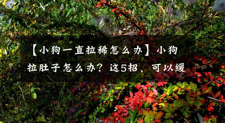 【小狗一直拉稀怎么办】小狗拉肚子怎么办？这5招，可以缓解不适