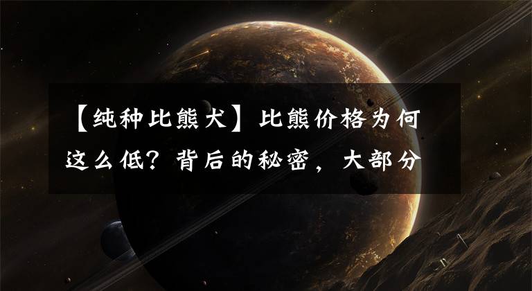【纯种比熊犬】比熊价格为何这么低？背后的秘密，大部分人都不一定知道