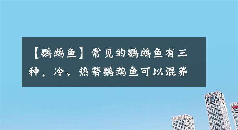 【鹦鹉鱼】常见的鹦鹉鱼有三种，冷、热带鹦鹉鱼可以混养在一起吗？