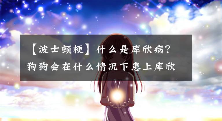 【波士顿梗】什么是库欣病？狗狗会在什么情况下患上库欣病？主人该如何预防