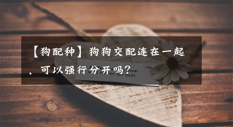 【狗配种】狗狗交配连在一起，可以强行分开吗？