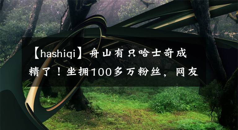 【hashiqi】舟山有只哈士奇成精了！坐拥100多万粉丝，网友：“全网最聪明的二哈！”