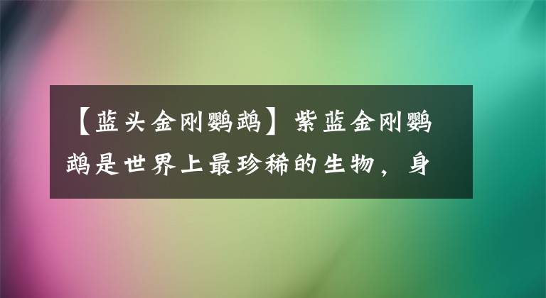 【蓝头金刚鹦鹉】紫蓝金刚鹦鹉是世界上最珍稀的生物，身价昂贵