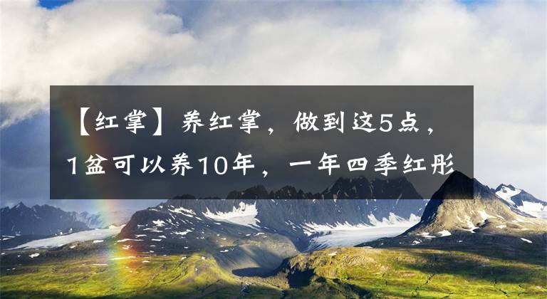 【红掌】养红掌，做到这5点，1盆可以养10年，一年四季红彤彤花开不断