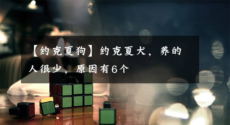 【约克夏狗】约克夏犬，养的人很少，原因有6个