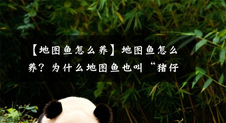 【地图鱼怎么养】地图鱼怎么养？为什么地图鱼也叫“猪仔鱼”？它们和猪一样聪明