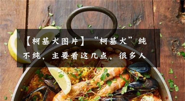 【柯基犬图片】“柯基犬”纯不纯，主要看这几点，很多人都买到串的了